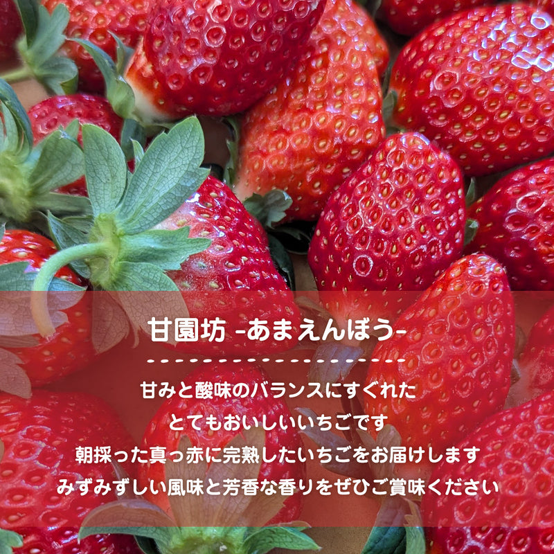 いちご 【横田農園】 オリジナルブランドいちご 甘園房 9～15粒×2 3L~5L 福島県須賀川市 《1/上旬～中旬より出荷》