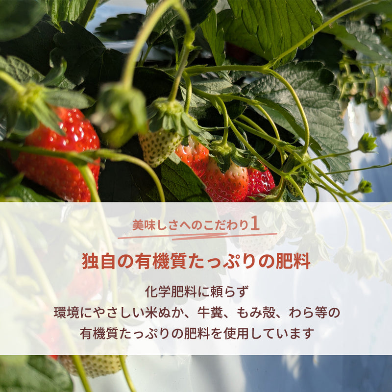 いちご 【横田農園】 オリジナルブランドいちご 甘園房 9～15粒×2 3L~5L 福島県須賀川市 《1/上旬～中旬より出荷》