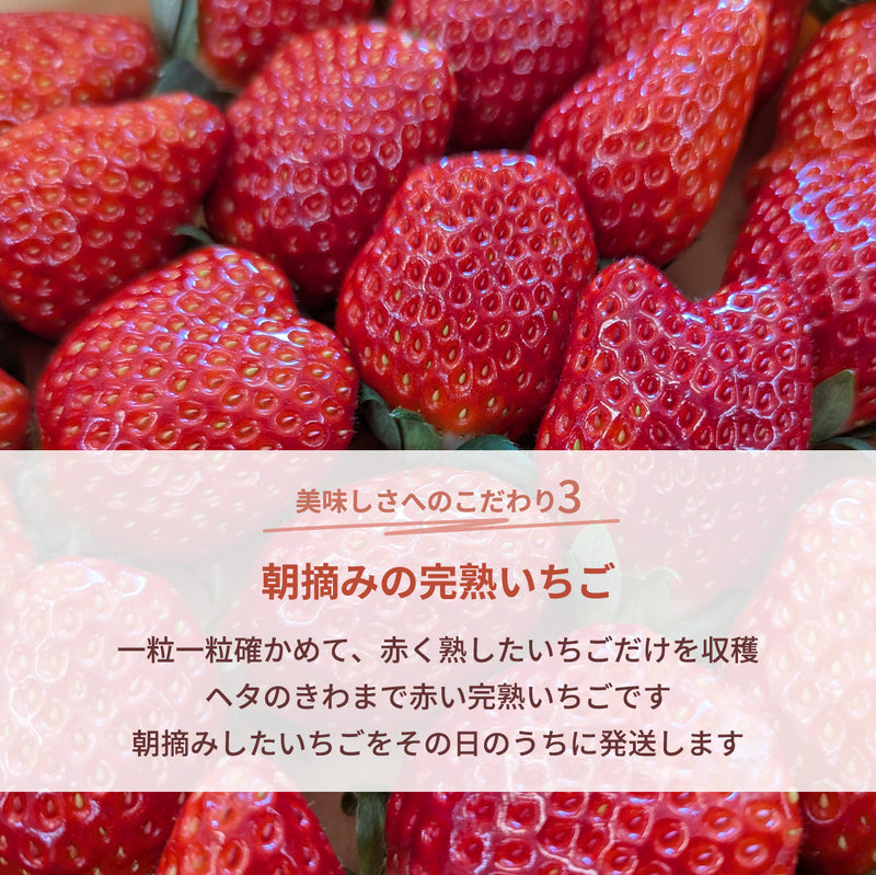 いちご 【横田農園】 オリジナルブランドいちご 甘園房 9～15粒×2 3L~5L 福島県須賀川市 《1/上旬～中旬より出荷》