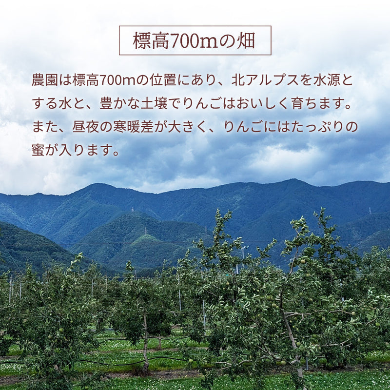 りんご 【信州安曇野 米山農園】 2色リンゴ ふじ ぐんま名月 4.6kg 16～23個 御歳暮 長野県安曇野 《11/中旬～11/下旬より出荷》