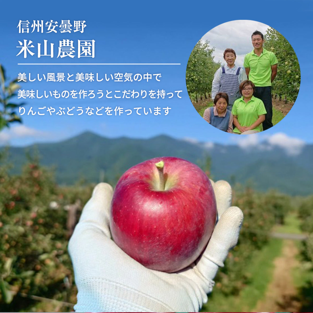 りんご 【信州安曇野 米山農園】 2色リンゴ ふじ ぐんま名月 4.6kg 16