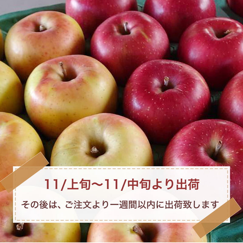 りんご 【信州安曇野 米山農園】 2色リンゴ ふじ ぐんま名月 2.8kg 10～13個 御歳暮 長野県安曇野 《11/中旬～11/下旬より出荷》