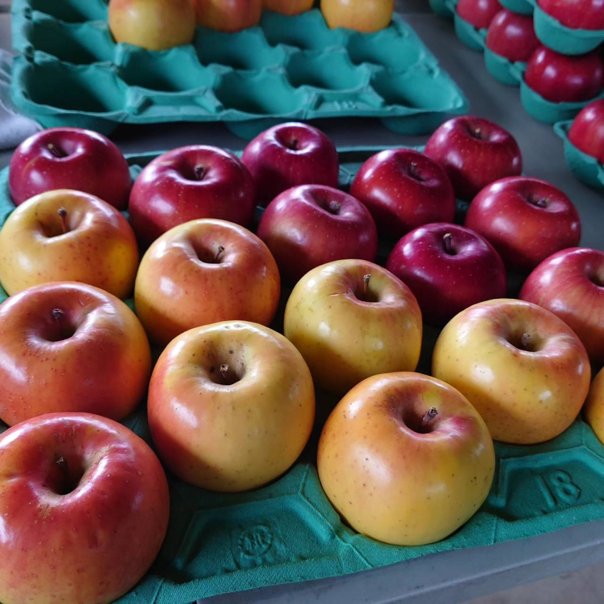 りんご 【信州安曇野 米山農園】 2色リンゴ ふじ ぐんま名月 4.6kg 16