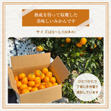 みかん 【柑土里ファーム】 三ヶ日みかん 8㎏ S~L混載(SM多め)  糖度12度前後 静岡県 三ヶ日 《11/下旬～12/上旬より出荷開始》