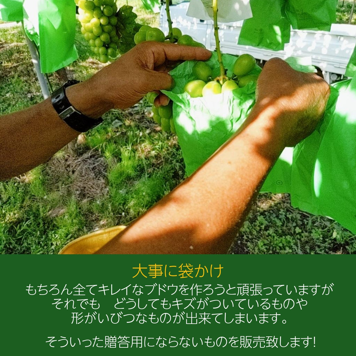 b8 福島県福島市産シャインマスカット秀1箱8房入り約5キロ b8 福島県福島市産シャインマスカット秀1箱8房入り約5キロ