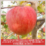 【長田果樹園】りんご サンふじ　約5kg 　大玉12～16個 　赤秀　家庭用　福島県石川町