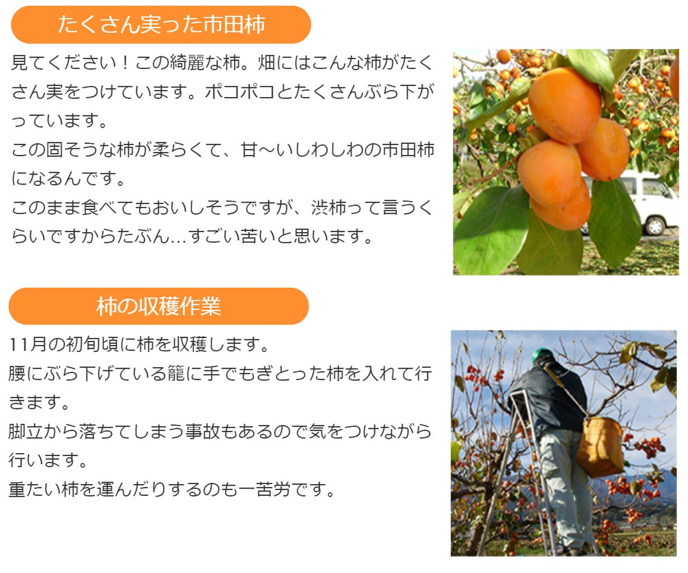 干し柿 【市田屋】 市田柿 2L 900g 28個 贈答用 化粧箱 長野県