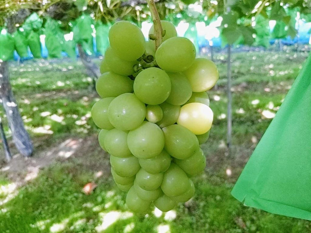ぶどう 【伊藤農園】 葡萄 シャインマスカット 2～3房 家庭用