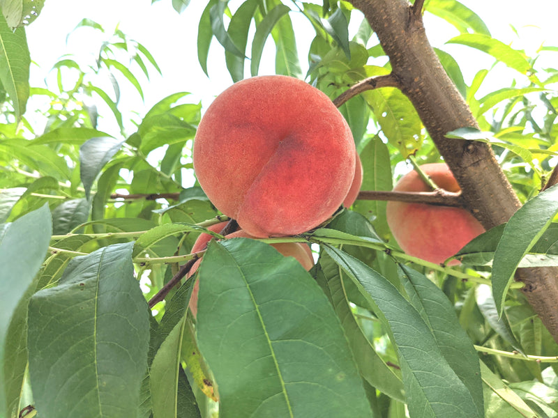 桃 おどろき ④ 果物