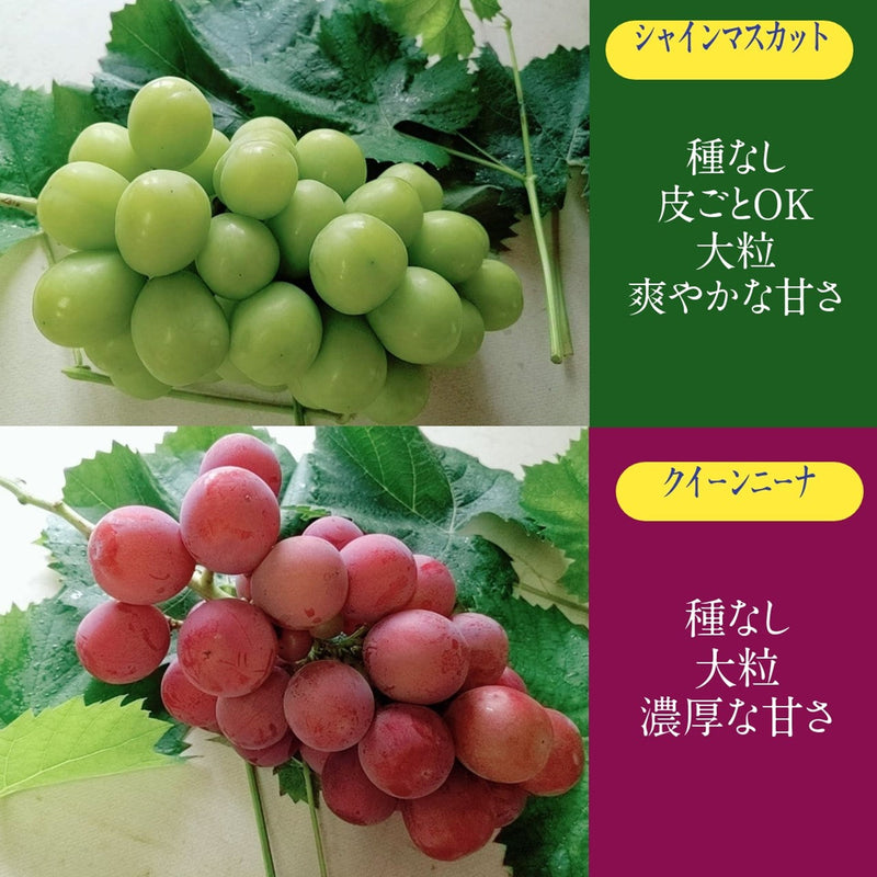 ぶどう 【ﾌﾙｰﾂﾌｧｰﾑいしくら】 葡萄 シャインマスカット 2房 クイーン