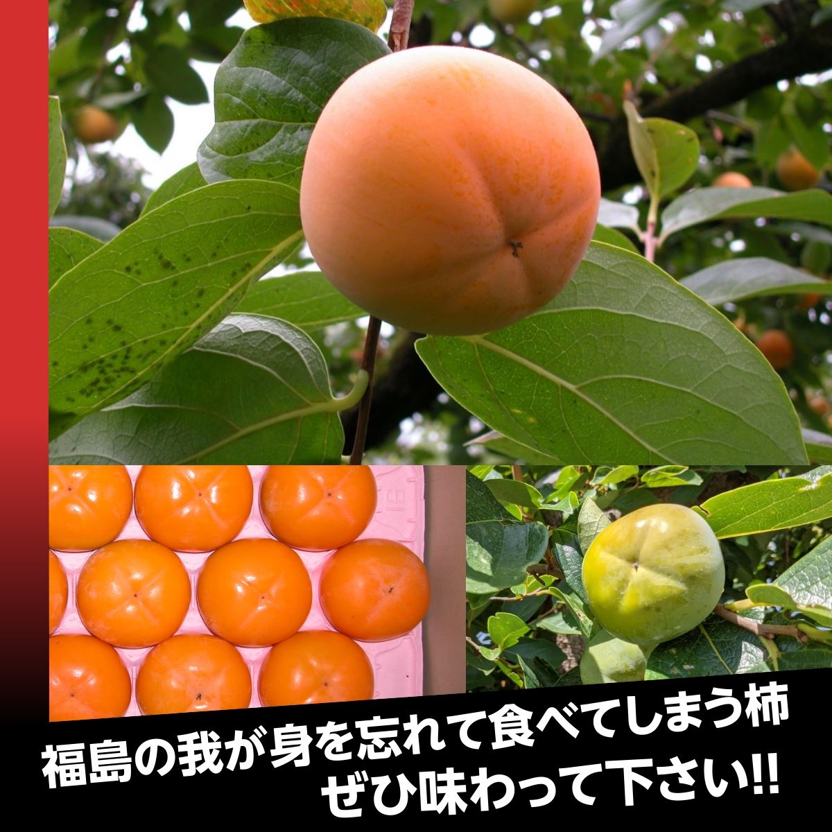 柿 【遠藤農園】みしらず柿 御山柿 5kg サイズお任せ 優 家庭用