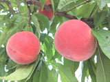 桃 【蓬田】 献上桃の郷 もも 3kg 10～12玉 贈答用 福島県桑折町 《7月下旬～8月上旬から出荷》