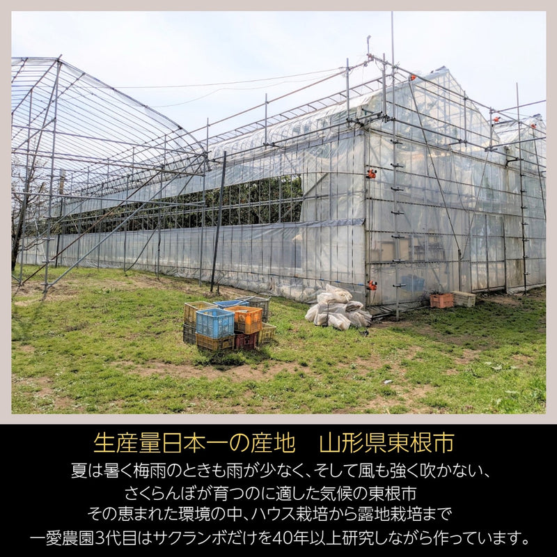 《4月中旬より出荷》【一愛農園】さくらんぼ 佐藤錦 150g チョコ箱 特秀 Lサイズ 贈答 母の日 山形県東根市