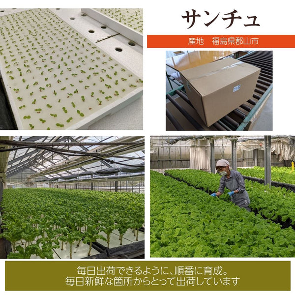 サンチュ 【ふるや農園】 300枚 業務用 福島県 当日収穫 新鮮