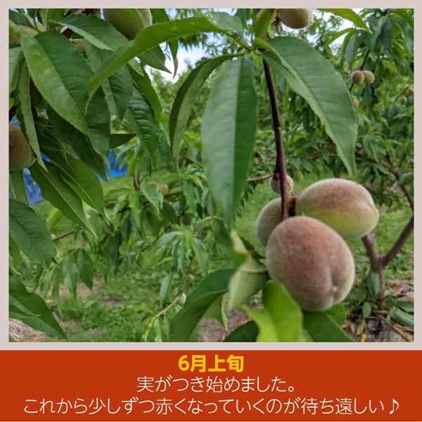 桃 【佐藤幸男農園】 もも 川中島 5kg 13～16個 贈答用