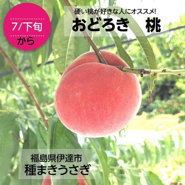 【種まきうさぎ】硬い 桃 おどろき 3kg（7～11個） 福島県伊達市 《2023年7月下旬～8上旬出荷》