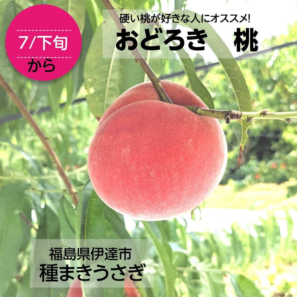 【種まきうさぎ】硬い 桃 おどろき 5kg（13～18個） 福島県伊達市《2023年7月下旬～8上旬出荷》
