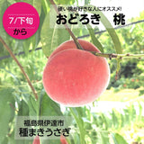 【種まきうさぎ】硬い 桃 おどろき 5kg（13～18個） 福島県伊達市《2023年7月下旬～8上旬出荷》