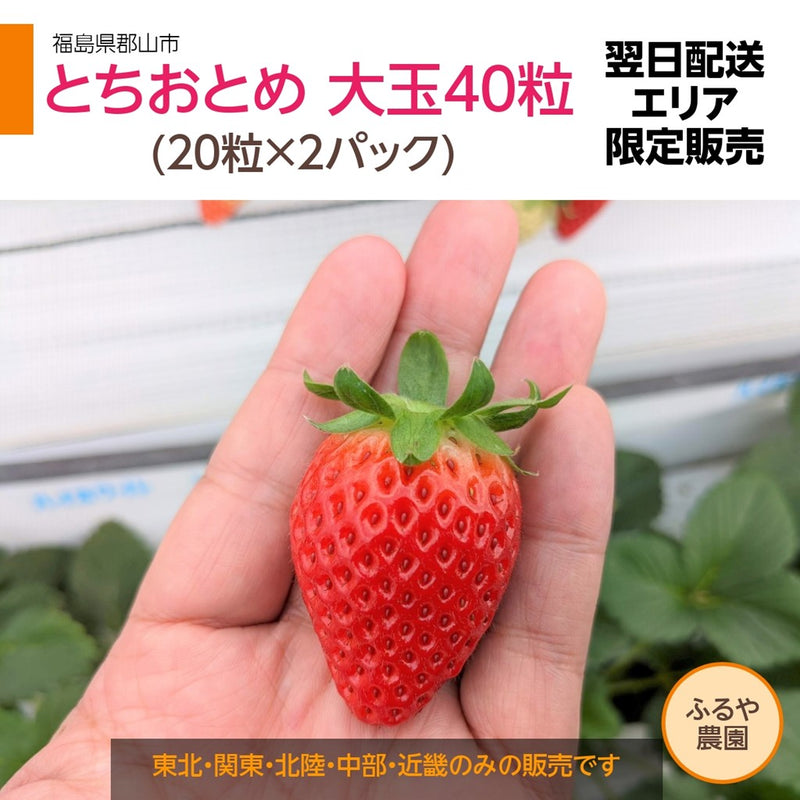 【ふるや農園】苺　とちおとめ　中玉40粒(20粒×2パック)　翌日配送エリア限定　福島県