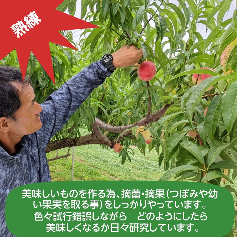 桃 【有我果樹園】 もも 品種色々 2kg 6～8玉 贈答用  福島県 須賀川市  プレゼント 《7月下旬～8月上旬から出荷》