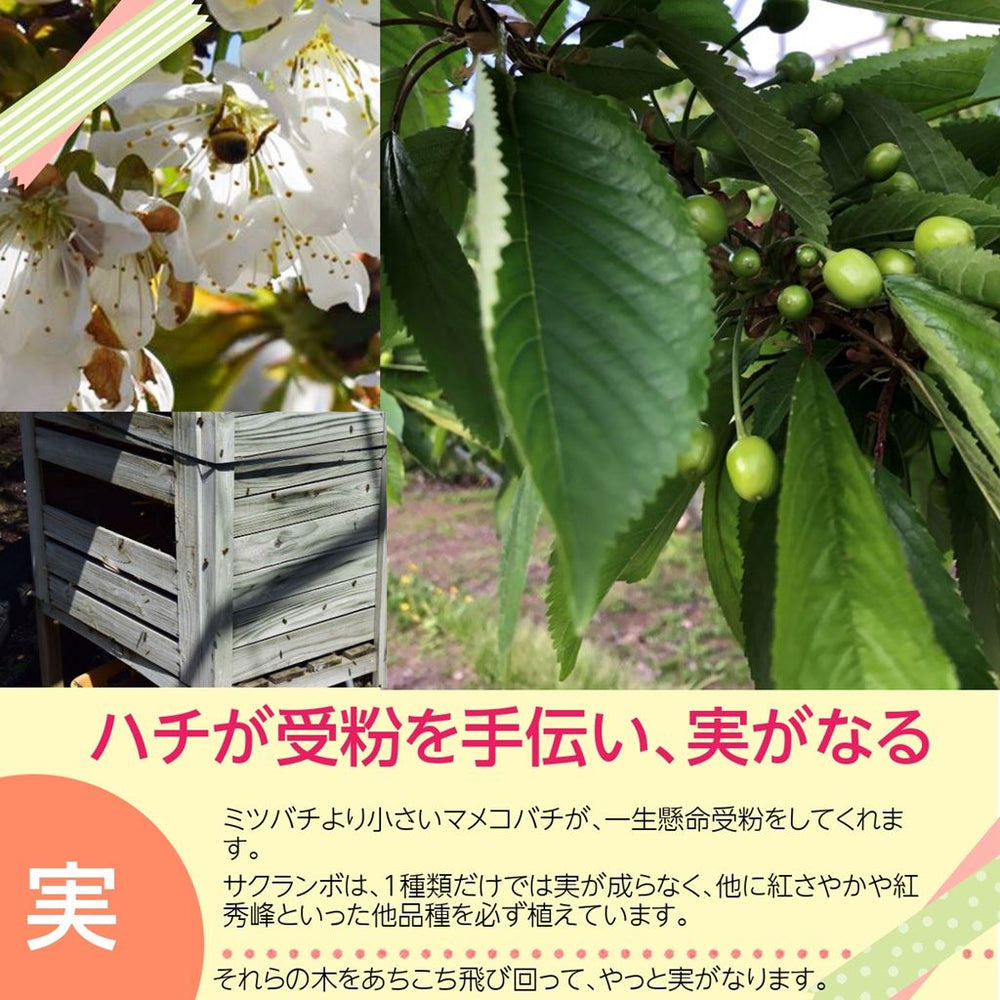 鈴木様(トランプ福岡+鈴木+佐藤+山﨑) 鈴木様(トランプ福岡+鈴木+佐藤+山﨑) （名字の不思議な勢力分布