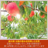 桃 【有我果樹園】 もも 品種色々 ミックス 3kg 8～12玉 贈答用  福島県 須賀川市  プレゼント 予約 《7月下旬～8月上旬から出荷》