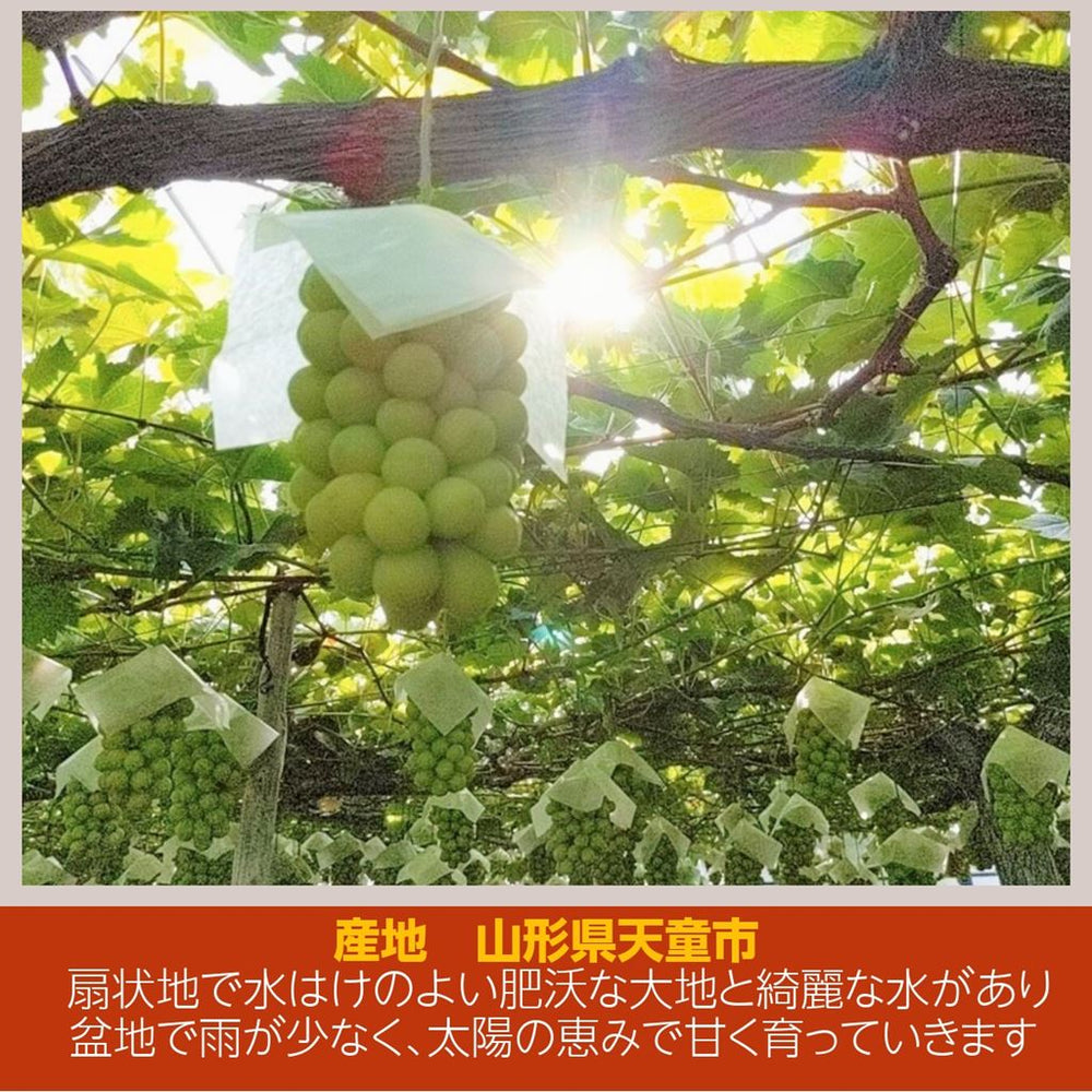 山梨県/長野県/山形県産　シャインマスカット　葡萄　ぶとう　ブトウ　箱込み5kg ぶどう 【伊藤農園】 葡萄 シャインマスカット 2～3房 秀 約1.5kg