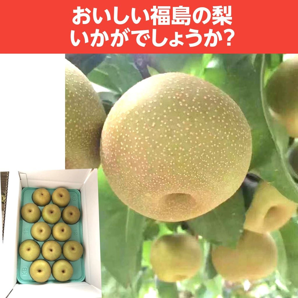 梨 【グリーンファーム】 萱場梨 5kg Lサイズ以上 12～14玉 贈答用