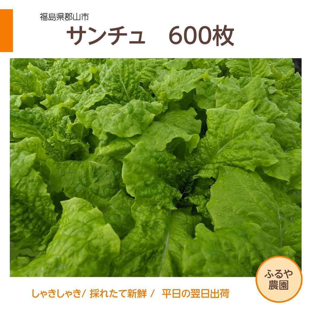 サンチュ 【ふるや農園】 600枚 業務用 福島県 当日収穫 新鮮