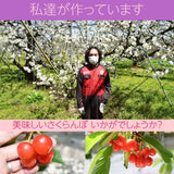 《4月中旬より出荷》【一愛農園】さくらんぼ 佐藤錦 150g チョコ箱 特秀 Lサイズ 贈答 母の日 山形県東根市