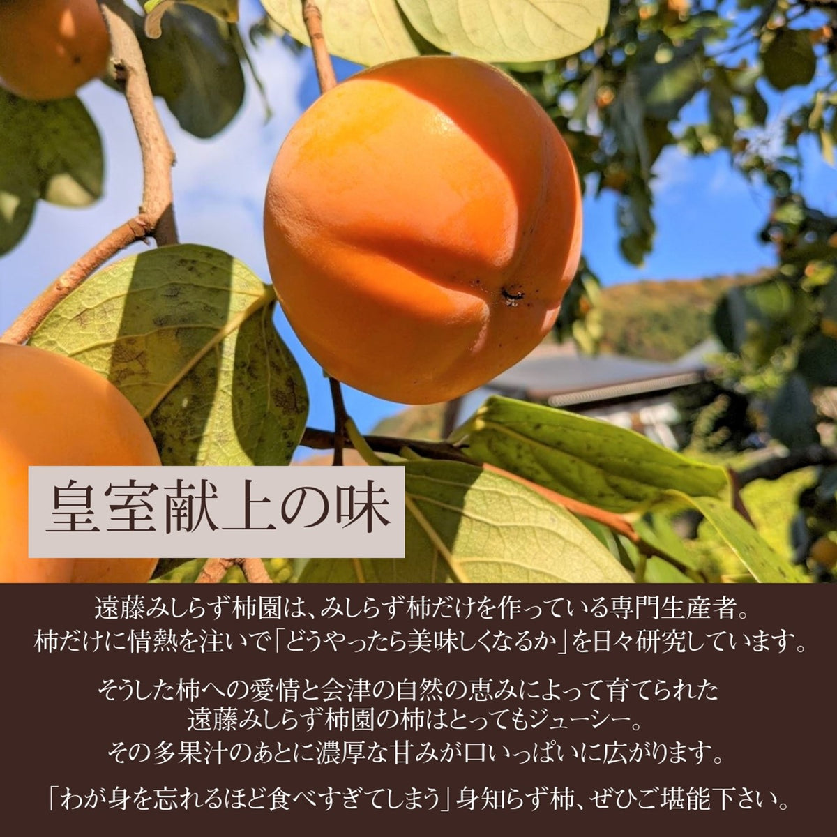 【最終!!】会津身知らず柿 身知らず柿 みしらず柿 種無し 柿 maxresdefault.jpg?sqp=-