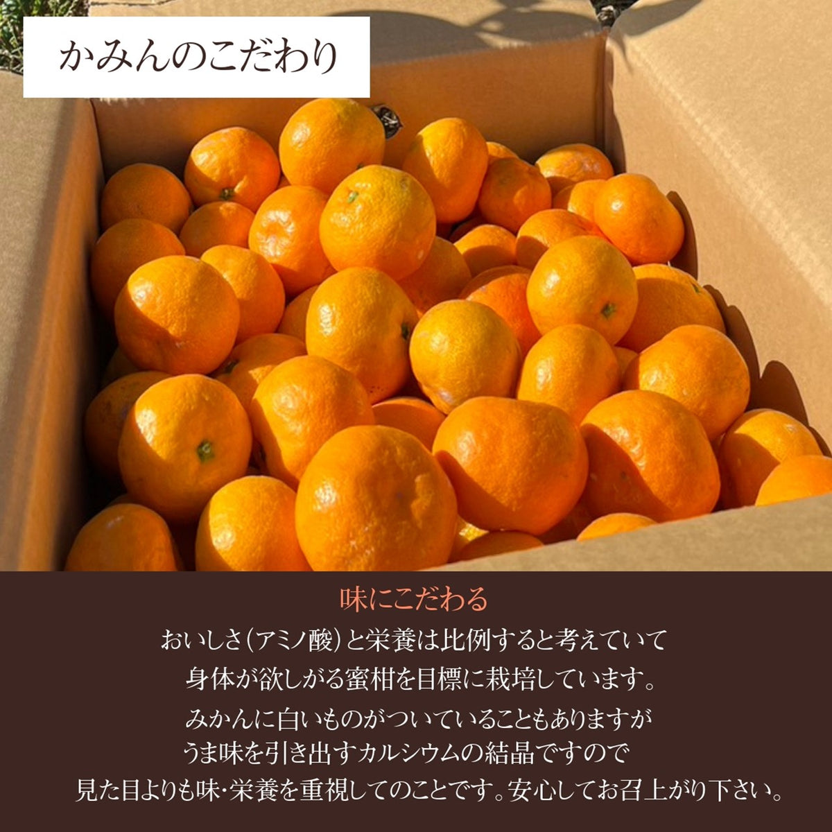 みかん 【みかん屋かみん】10kg サイズ不揃い 家庭用 静岡県浜松市