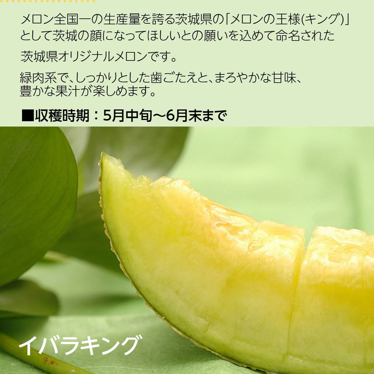 発送5月～】ジューシーな果汁たっぷりメロン ＼生産量日本一の