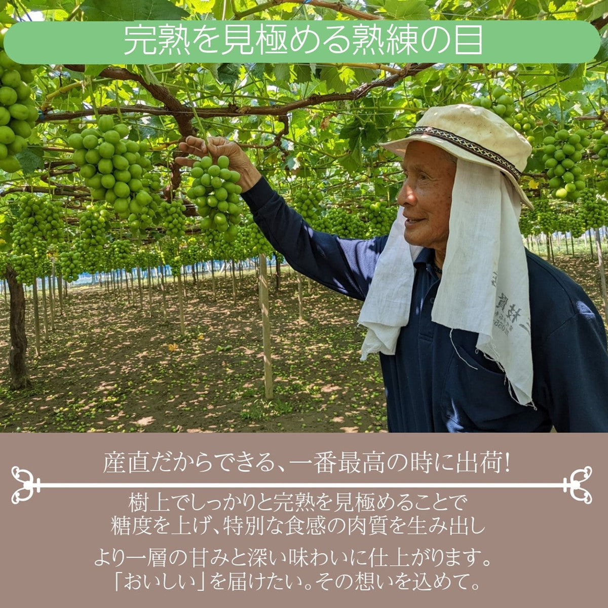 【夏季限定】No.18　2kg　シャインマスカット　摘みたて　産地直送　山梨県 楽天市場】山梨県産 シャインマスカット 約2kg (3〜4房入り) 種