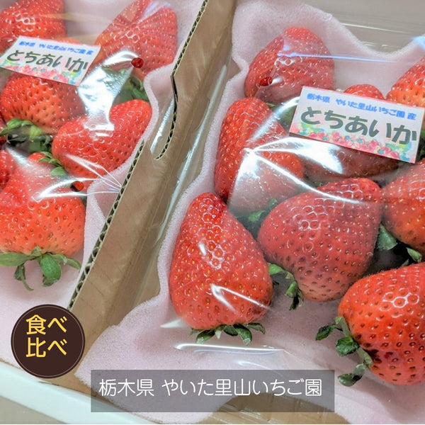 栃木県産　冷凍いちご　20kg冷凍イチゴの大きさは選べません