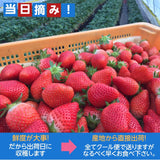 【小野崎農園】やよいひめ/とちあいか　2種食べ比べセット（280g×4パック)  栃木県