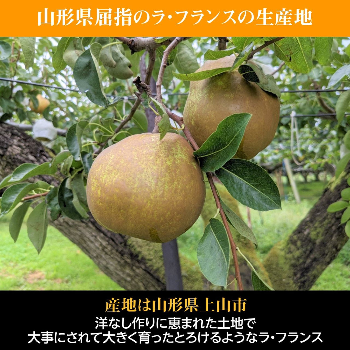 スミヤ果樹園】洋なし 洋梨 ラ・フランス 約3kg 2L～4L 8～9玉 贈答