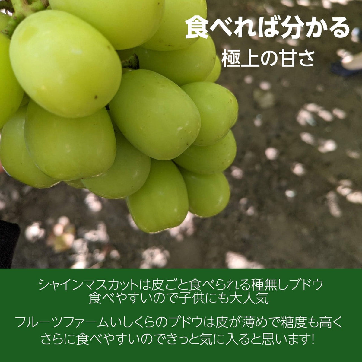 ぶどう 【ﾌﾙｰﾂﾌｧｰﾑいしくら】 葡萄 宝石箱 シャインマスカット 18粒