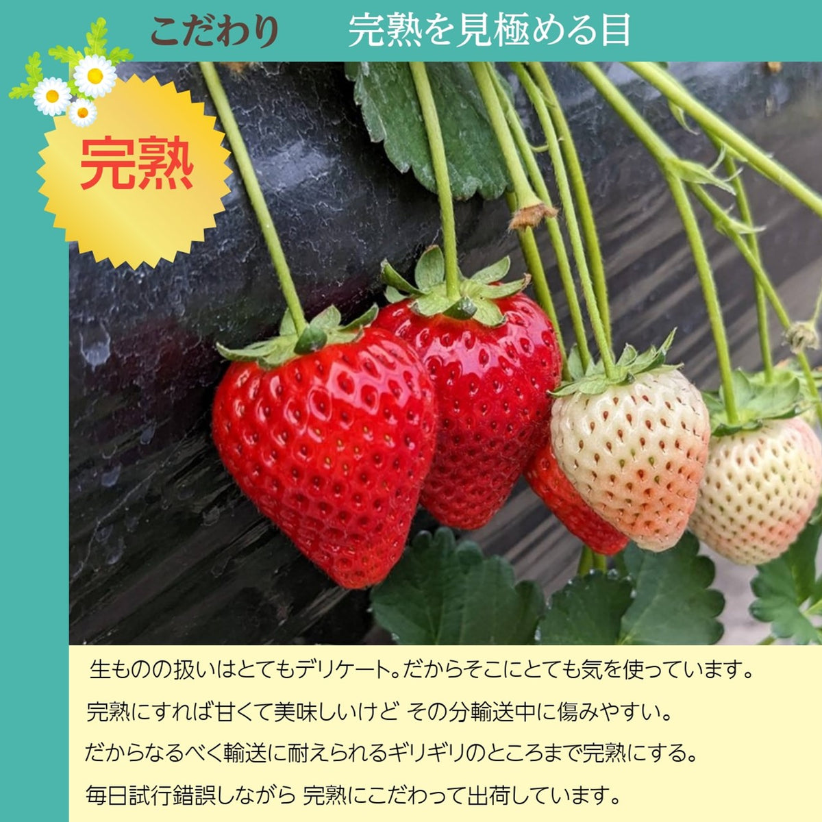 いちごページ 先行予約】【数量限定】とちあいかDX ギフトBOX（5粒）｜いちご
