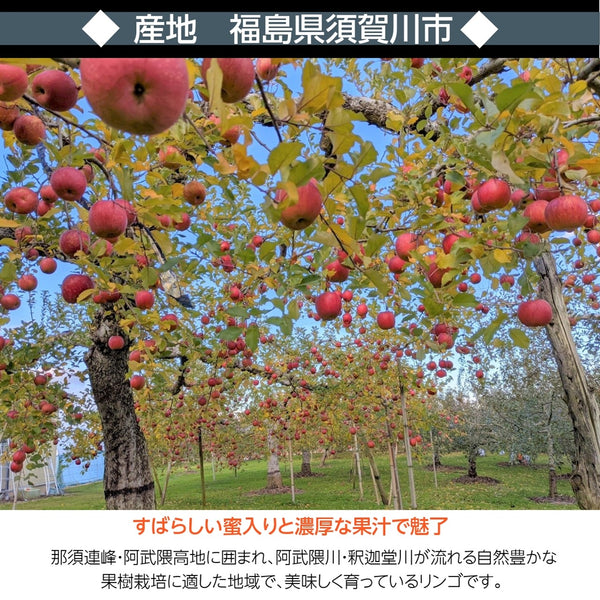 【ふんどのりんごや】りんご　いわせっ娘　5kg 大玉16個 　秀　福島県須賀川