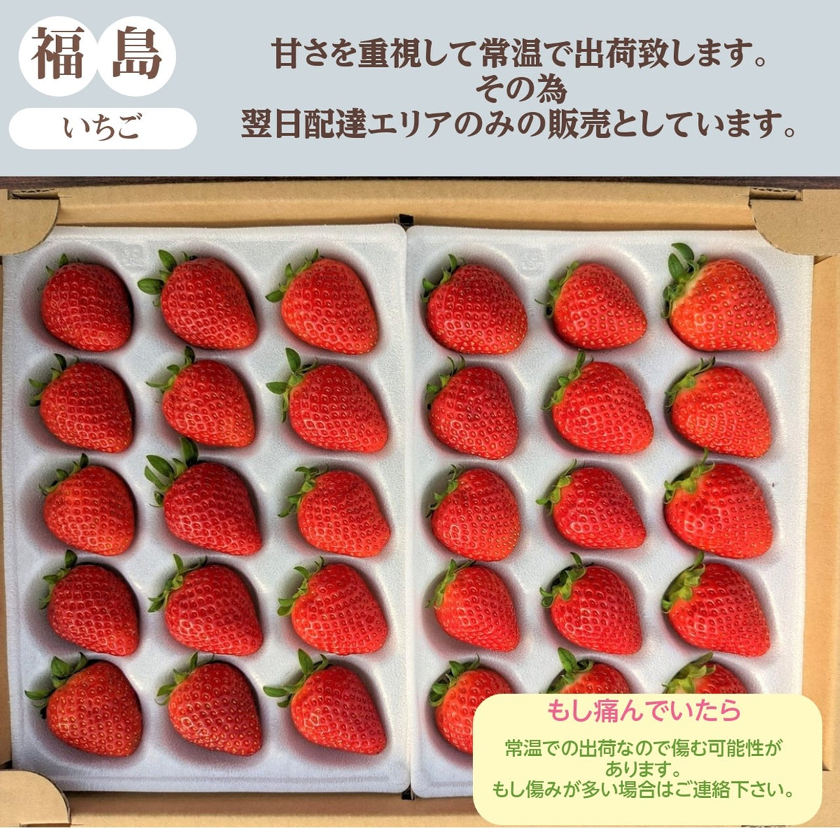 ふるや農園】苺 よつぼし 大玉30粒(15粒×2パック) 翌日配送エリア限定