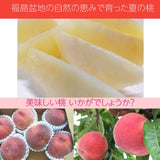 桃 【蓬田】 献上桃の郷 もも 3kg 10～12玉 贈答用 福島県桑折町 《7月下旬～8月上旬から出荷》