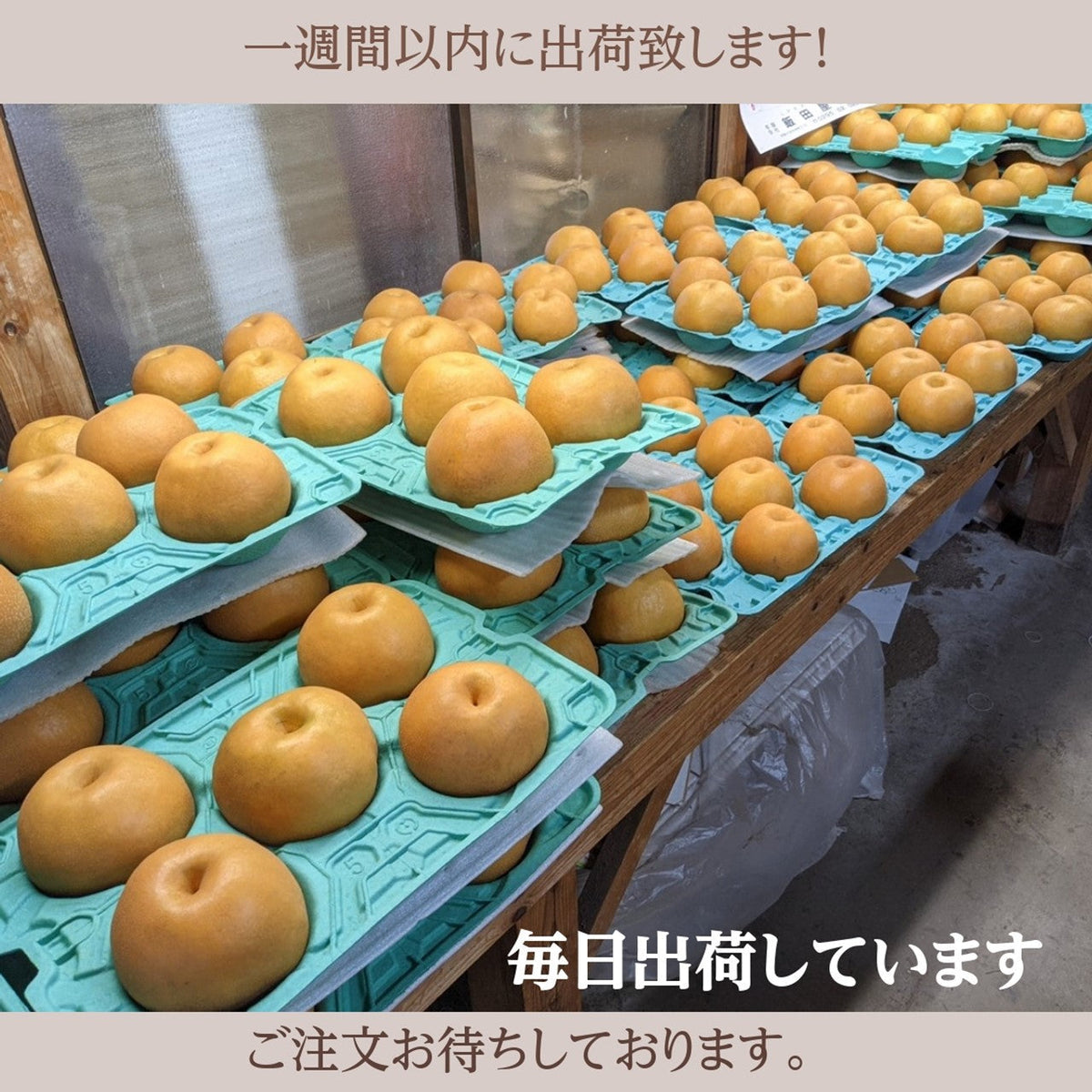 山梨一宮の木のてっぺんから収穫した 超特大サイズを5個詰め