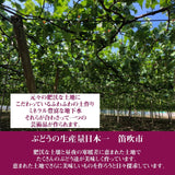 ぶどう 【ﾌﾙｰﾂﾌｧｰﾑいしくら】 葡萄 シャインマスカット 3房 超大房 2.4kg 高糖度 山梨県 贈答《8月10日頃～8月中旬より出荷》
