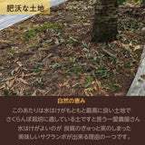 《4月中旬より出荷》【一愛農園】さくらんぼ 佐藤錦 150g チョコ箱 特秀 Lサイズ 贈答 母の日 山形県東根市