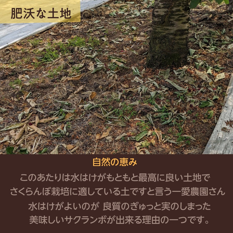 《4月中旬より出荷》【一愛農園】さくらんぼ 佐藤錦 150g チョコ箱 特秀 Lサイズ 贈答 母の日 山形県東根市