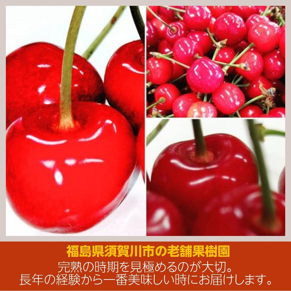 早期受注割引・全国クール便送料無料】迫力”横綱級”_名門_成田