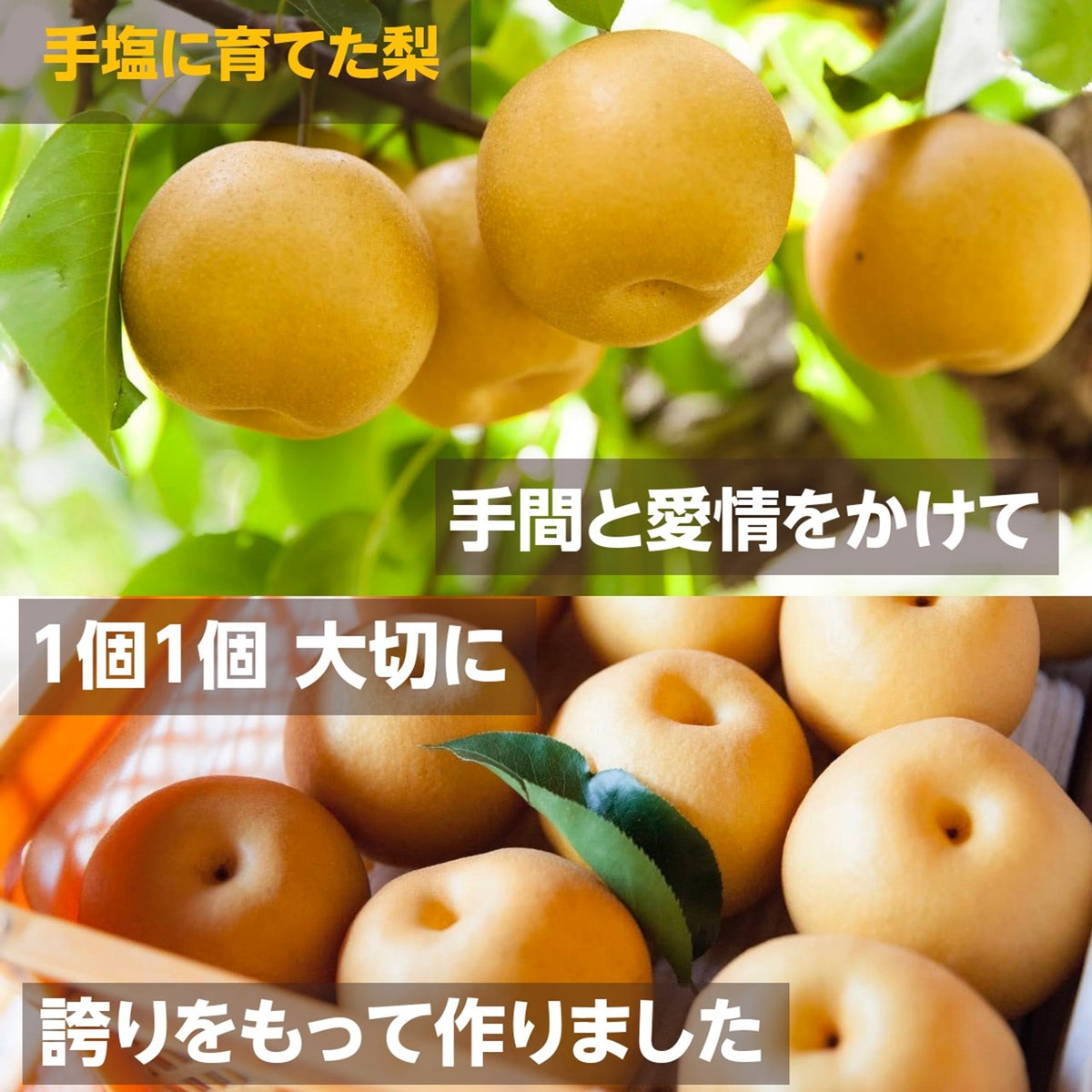 果物&お野菜set⭐️新品5枚⭐️おくら&スイカ&いちご&洋梨&りんご Amazon.co.jp: B級おまかせフルーツ2980円 2kgセット ご家庭用