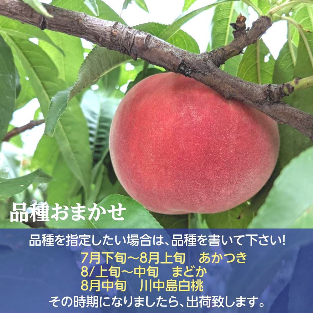 いももも7月後半~ 桃 あかつき 1.8kg 福島桑折町産 7月下旬-8月上旬お届け 6〜7個