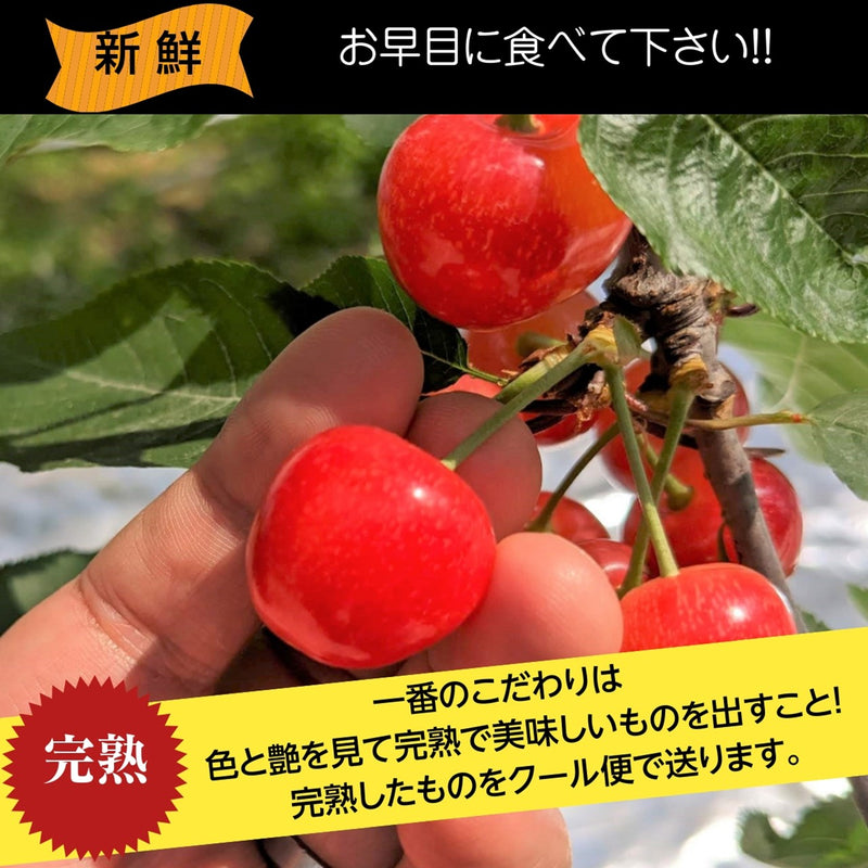 《4月中旬より出荷》【一愛農園】さくらんぼ 佐藤錦 150g チョコ箱 特秀 Lサイズ 贈答 母の日 山形県東根市